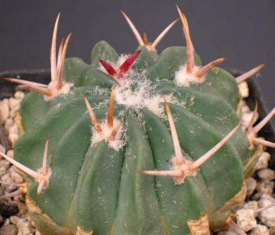 Stenocactus_coptonogonus